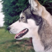 Photo de Husky siberien