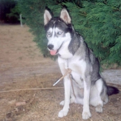 Photo de Husky siberien