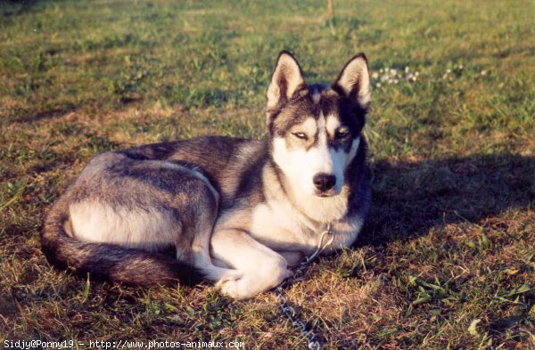 Photo de Husky siberien