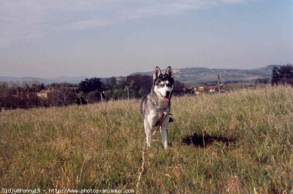 Photo de Husky siberien