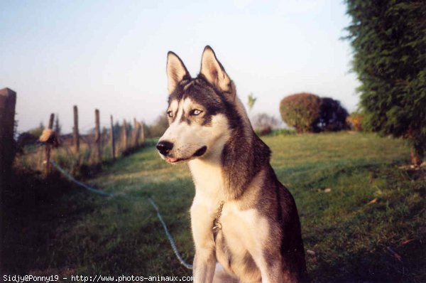 Photo de Husky siberien