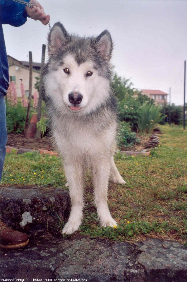 Photo de Malamute de l'alaska