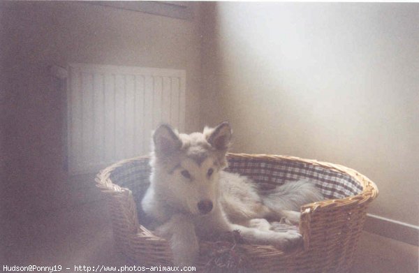 Photo de Malamute de l'alaska