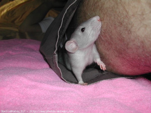 Photo de Rat