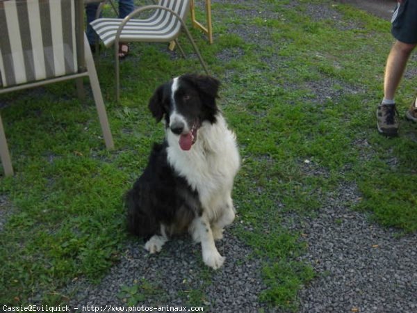 Photo de Border collie