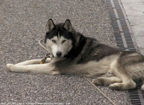 Photo de Husky siberien