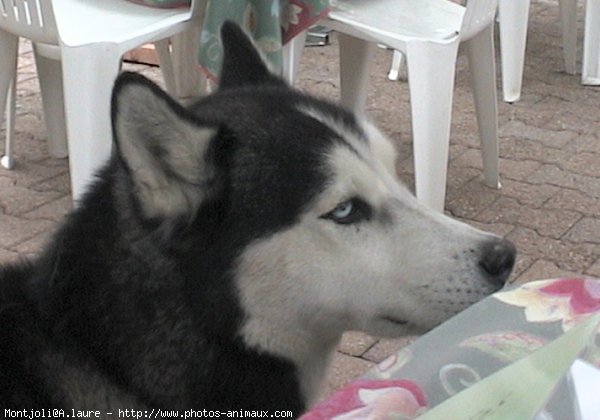 Photo de Husky siberien