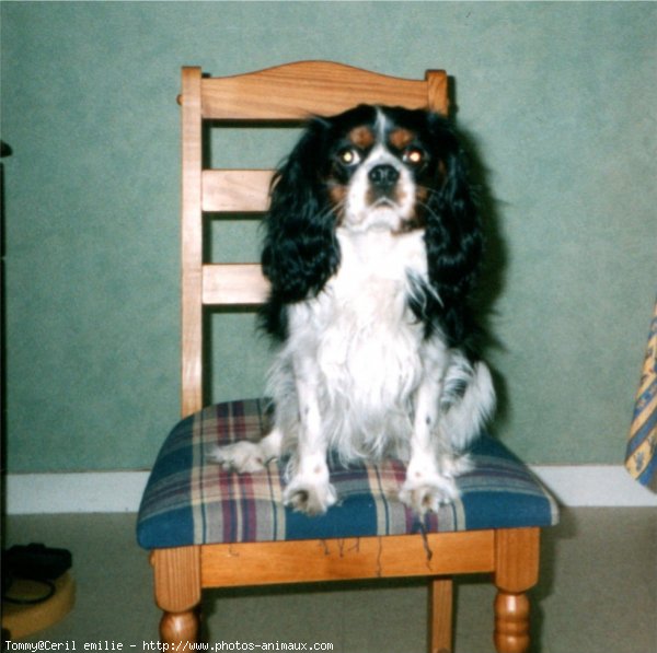 Photo de Cavalier king charles spaniel