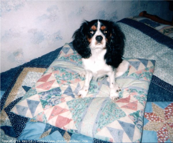 Photo de Cavalier king charles spaniel