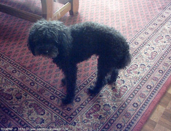 Photo de Caniche moyen