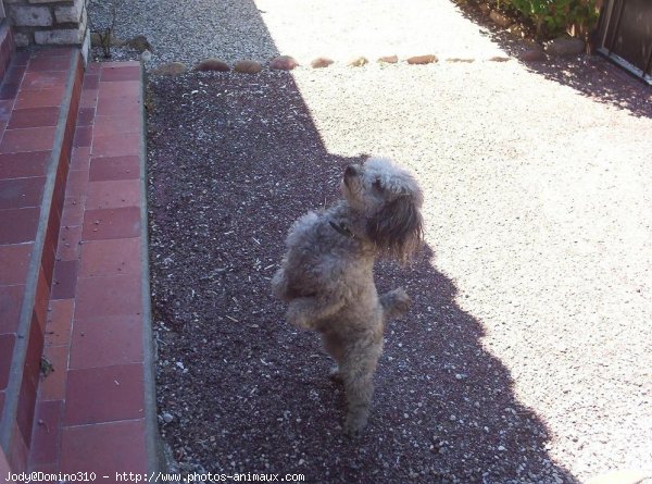 Photo de Caniche moyen