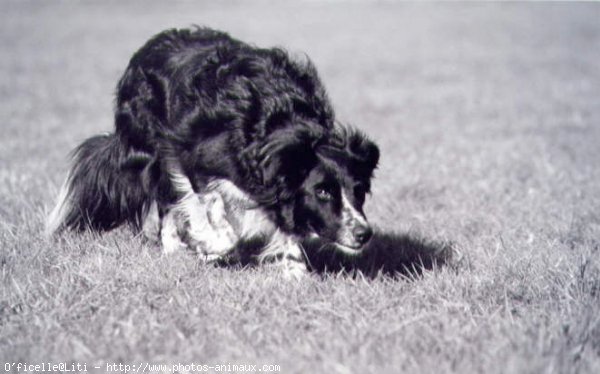 Photo de Border collie