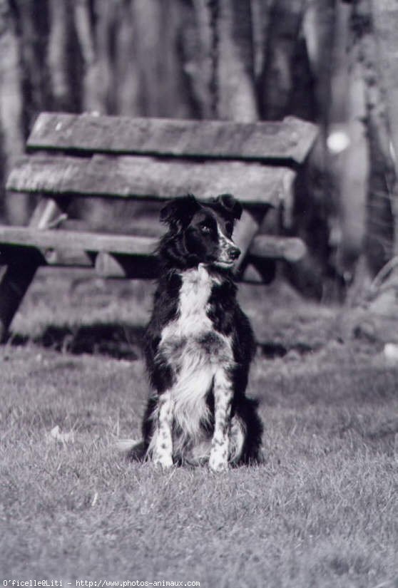 Photo de Border collie