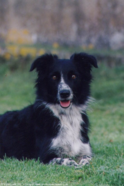 Photo de Border collie