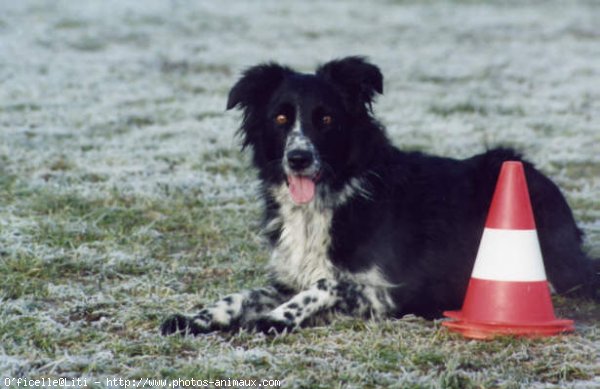 Photo de Border collie