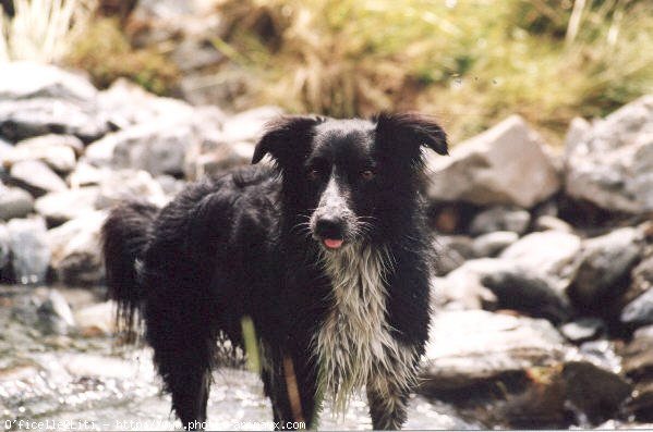 Photo de Border collie