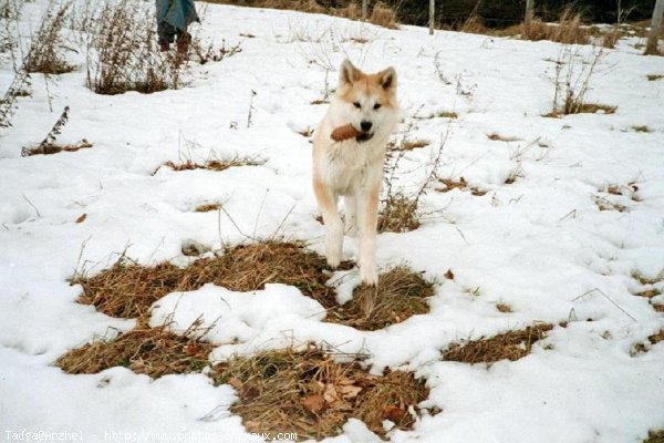 Photo d'Akita inu