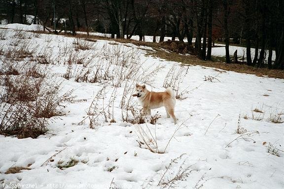 Photo d'Akita inu