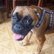 Photo de Boxer