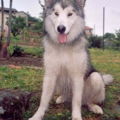 Photo de Malamute de l'alaska