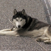 Photo de Husky siberien