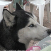 Photo de Husky siberien