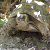 Photo de Tortue