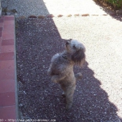 Photo de Caniche moyen