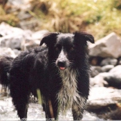 Photo de Border collie