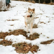 Photo d'Akita inu