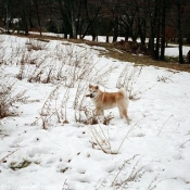 Photo d'Akita inu