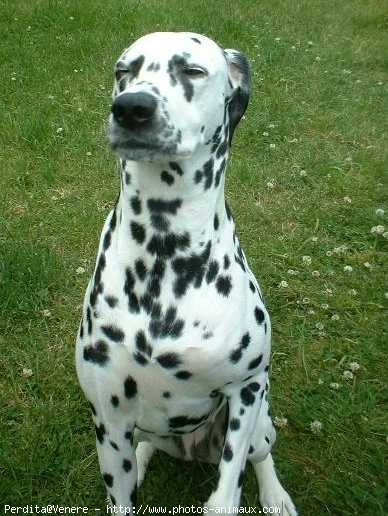 Photo de Dalmatien