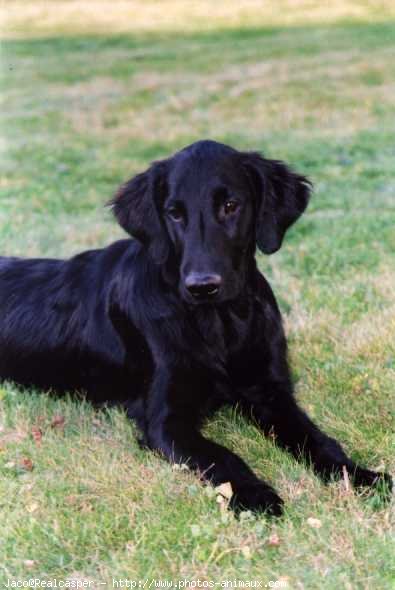 Photo de Retriever  poil plat