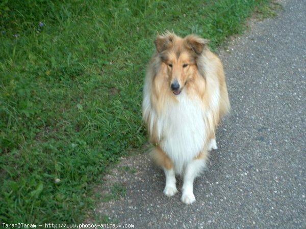 Photo de Colley  poil long