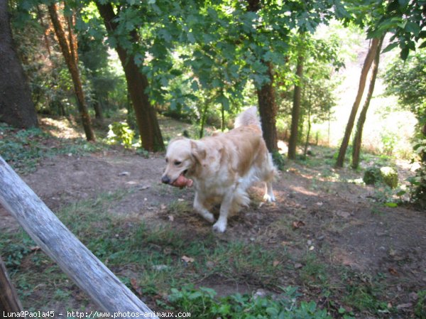 Photo de Golden retriever