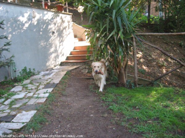 Photo de Golden retriever