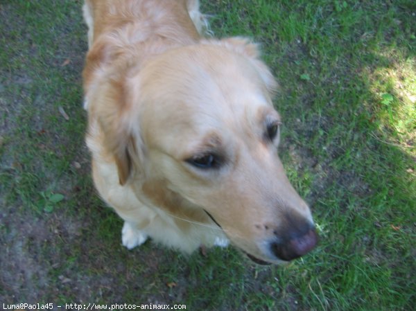 Photo de Golden retriever