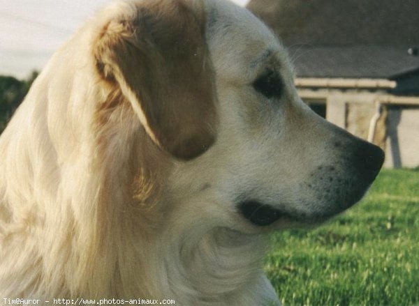 Photo de Golden retriever