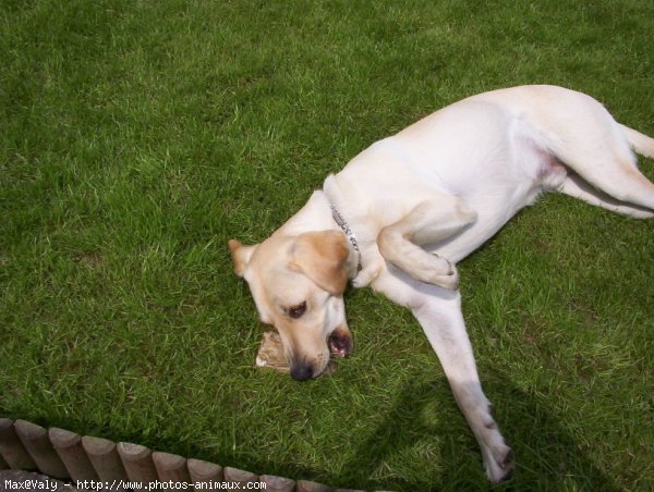 Photo de Labrador retriever