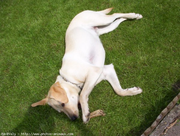 Photo de Labrador retriever