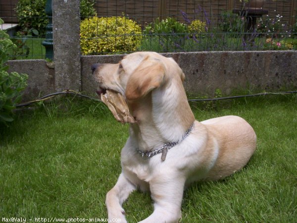 Photo de Labrador retriever