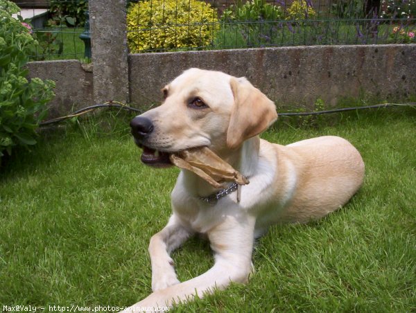 Photo de Labrador retriever