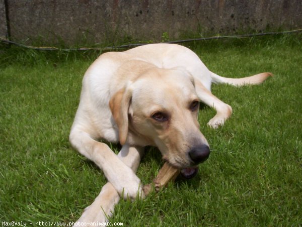 Photo de Labrador retriever