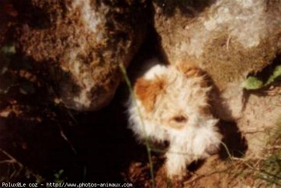 Photo de Fox terrier  poil dur