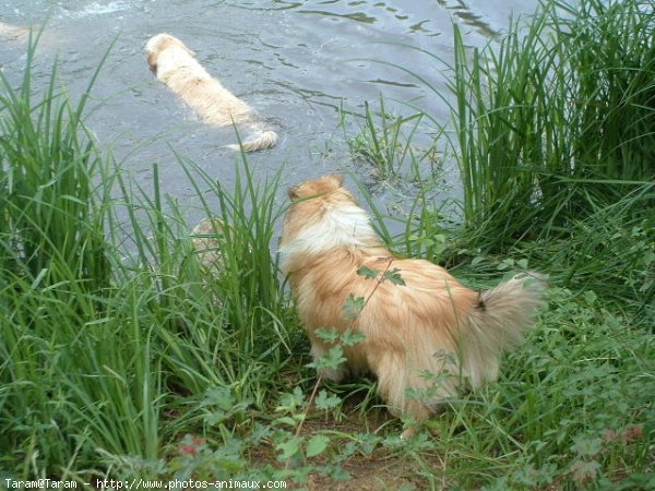 Photo de Colley  poil long