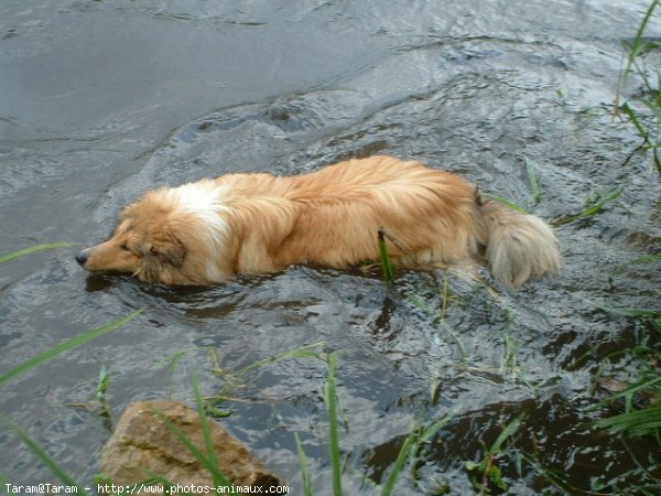 Photo de Colley  poil long