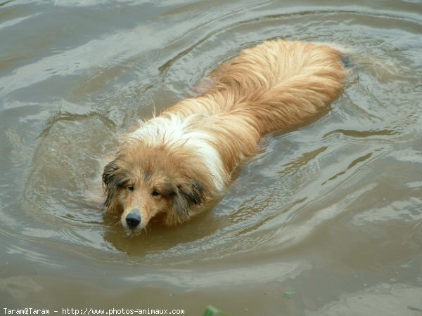 Photo de Colley  poil long