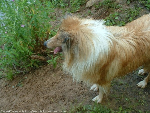 Photo de Colley  poil long