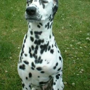 Photo de Dalmatien