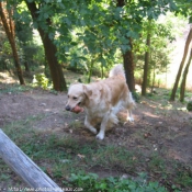 Photo de Golden retriever